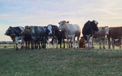 Respecting The Pastures